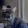 kitten, gray_cat, furry, indoor, soft_surface, lightbulb_planter, decor, window, pet, animal, cute, young_cat, fluffy, relaxed, feline, domestic_cat, side_view, calm, cozy, home