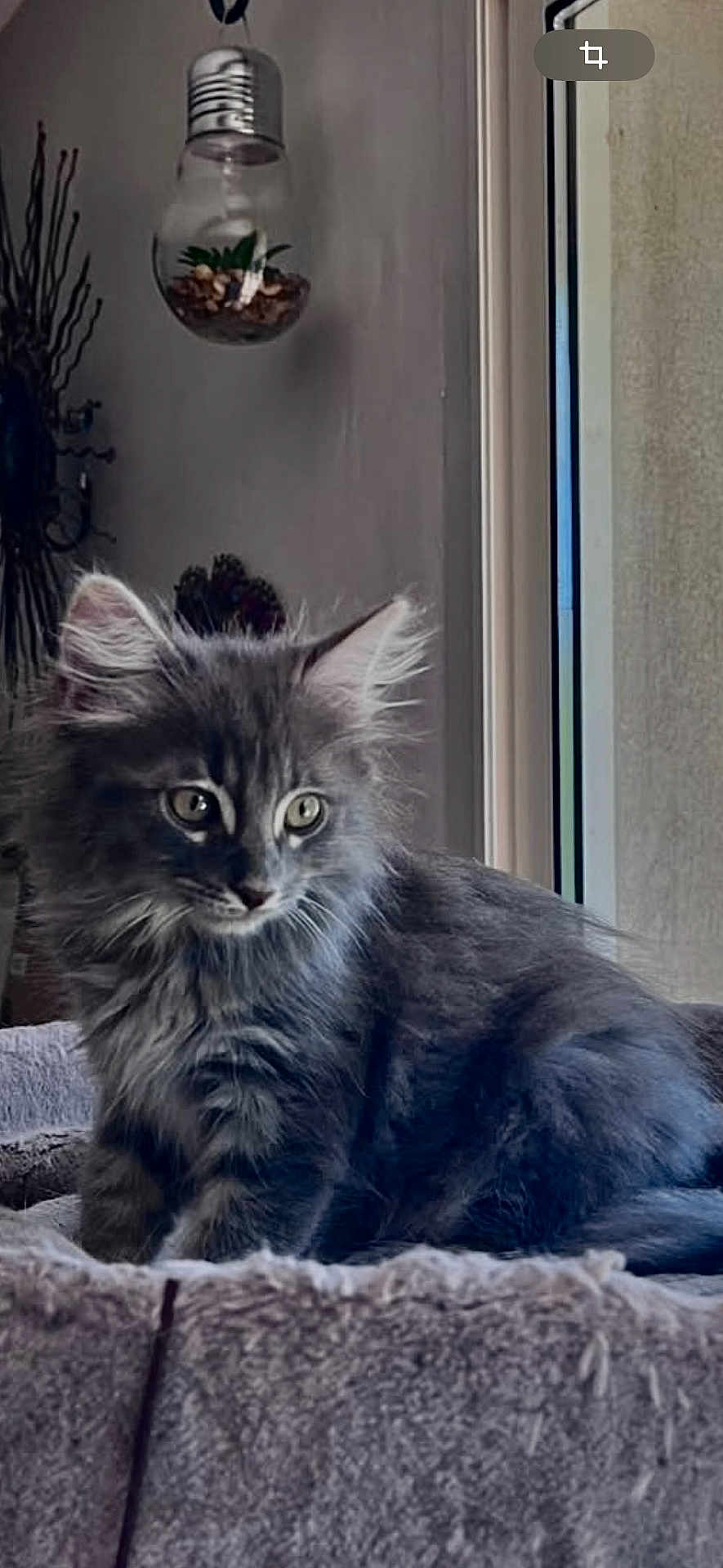Merlin
