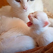 Minette participe au concours pour gagner de l'argent avec cette photo : cat, kitten, mother_cat, baby_cat, yawning, white_fur, black_patch, indoor, wooden_background, close_up, pet, animal, feline, resting, cute, cozy, soft_texture, bonding, nurturing, warm_lighting