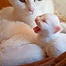 cat, kitten, mother_cat, baby_cat, yawning, white_fur, black_patch, indoor, wooden_background, close_up, pet, animal, feline, resting, cute, cozy, soft_texture, bonding, nurturing, warm_lighting