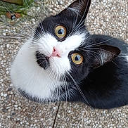 Chaussette participe au concours pour gagner de l'argent avec cette photo : cat, black_and_white, pet, animal, outdoor, curious, looking_up, whiskers, golden_eyes, stone_floor, wooden_box, close_up, feline, domestic_cat, mammal, young_cat, cute, alert, sidewalk, footwear
