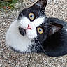 cat, black_and_white, pet, animal, outdoor, curious, looking_up, whiskers, golden_eyes, stone_floor, wooden_box, close_up, feline, domestic_cat, mammal, young_cat, cute, alert, sidewalk, footwear
