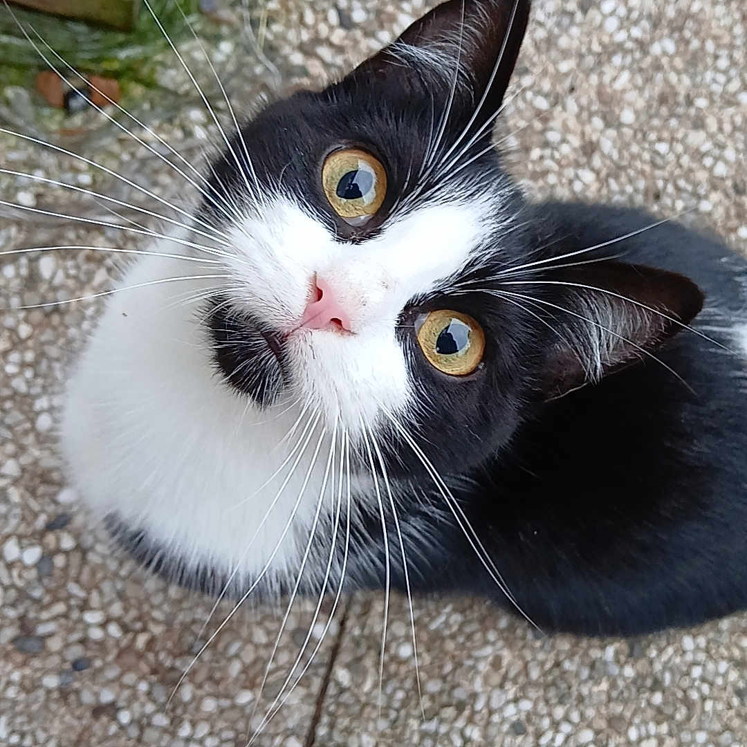 Chaussette