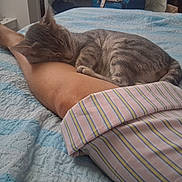 Sage is registered to the contest to win money with this photo: cat, sleeping, leg, bed, quilt, striped_pajamas, indoor, relaxation, feline, pet, comfort, resting, striped_cat, human_leg, cozy, nap, fur, pajamas, striped, blue_bedspread