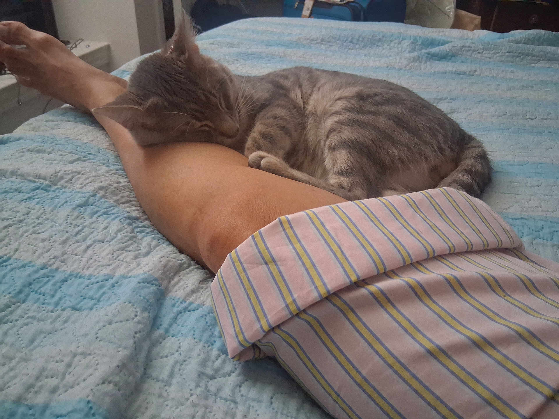 Sage is registered to the contest to win money with this photo: cat, sleeping, leg, bed, quilt, striped_pajamas, indoor, relaxation, feline, pet, comfort, resting, striped_cat, human_leg, cozy, nap, fur, pajamas, striped, blue_bedspread