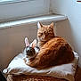 Marcel participe au concours pour gagner de l'argent avec cette photo : cat, rabbit, indoor, window, cushion, woven_basket, pet, cozy, furry, animal, resting, cute, companion, feline, mammal, domestic, soft_light, relaxing, snuggling, peaceful