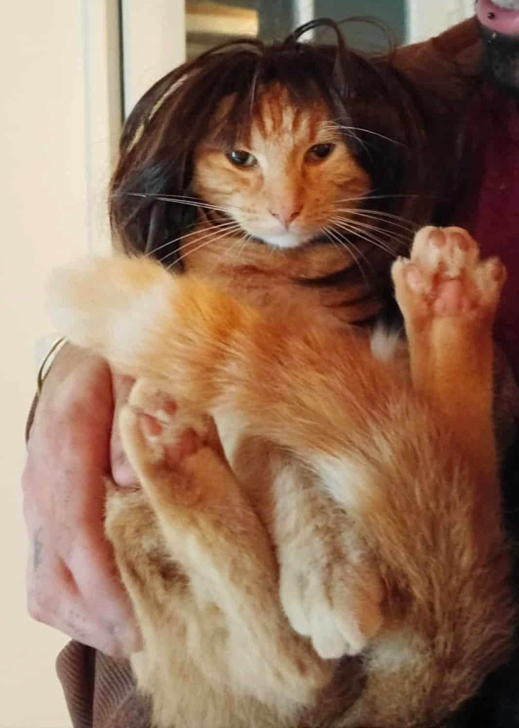 Marcel participe au concours pour gagner de l'argent avec cette photo : cat, orange_cat, pet, animal, fur, whiskers, paws, wig, hair, hands, human_hand, holding, indoor, close_up, cute, funny, disguise, portrait, domestic_animal, relaxed