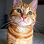 cat, orange_tabby, close_up, green_eyes, whiskers, feline, pet, portrait, indoor, curious, fur, animal, looking, cute, face, soft_light, domestic_cat, striped, mammal, sitting