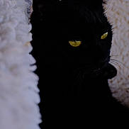 Lucy is registered to the contest to win money with this photo: black_cat, cat, feline, yellow_eyes, blanket, bedding, whiskers, ears, closeup, portrait, black_fur, cozy, indoor, shadow, moody_lighting, texture, pet, resting, soft, eye_contact
