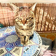 Choupy a rejoint le concours — aidez-le/la à gagner de superbes lots ! cat, tabby, mosaic_table, sunlight, balcony, outdoor, pet, animal, feline, striped, sitting, closeup, pattern, decor, relaxed, daylight, whiskers, ears, paws, serene