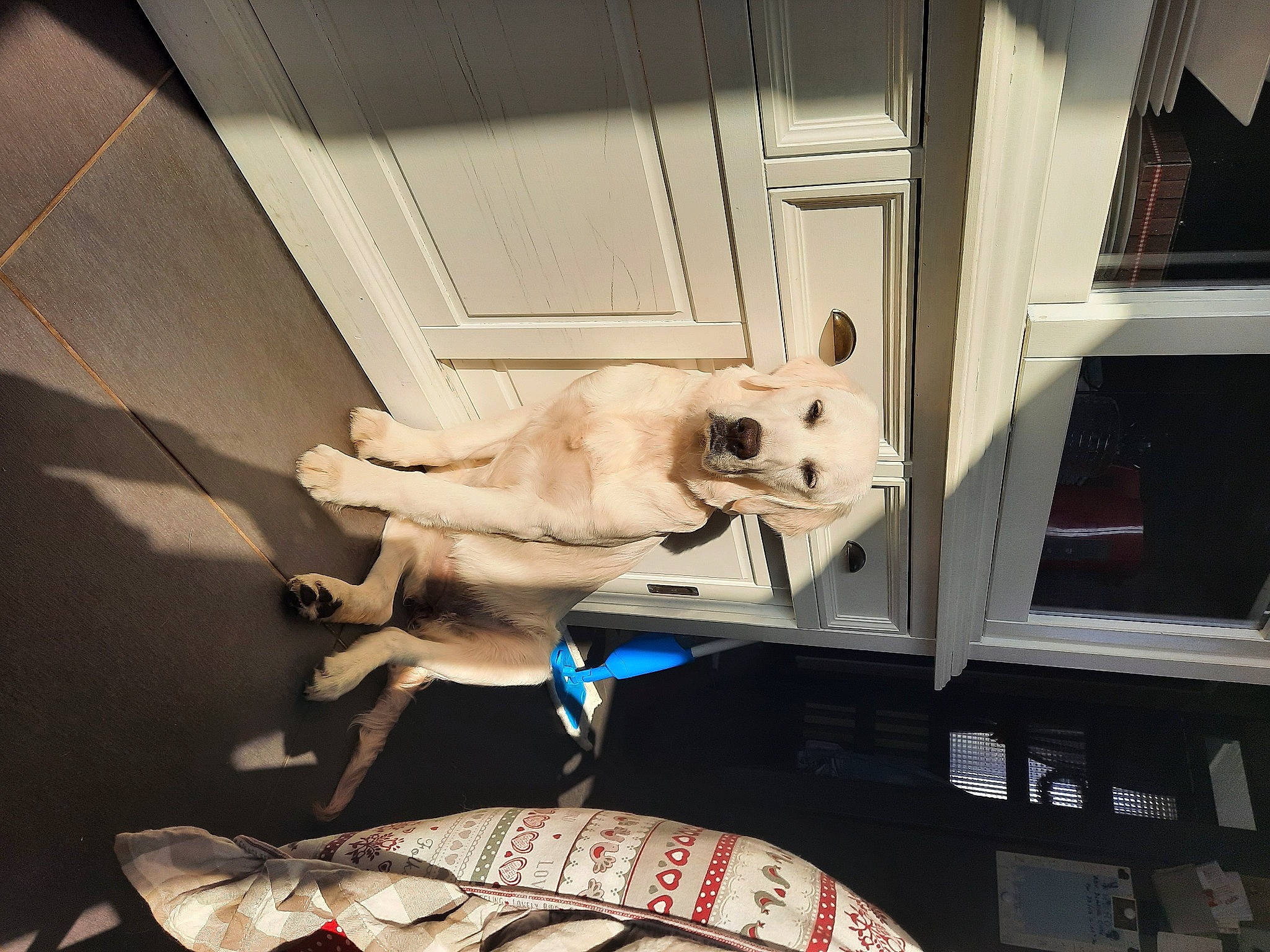 Mona a rejoint le concours — aidez-le/la à gagner de superbes lots ! art, building, canidae, carnivore, companion_dog, dog, dog_breed, fawn, mammal, non_sporting_group, pet_supply, room, sculpture, snout, sporting_group, statue, toy_dog, visual_arts, wood, working_animal