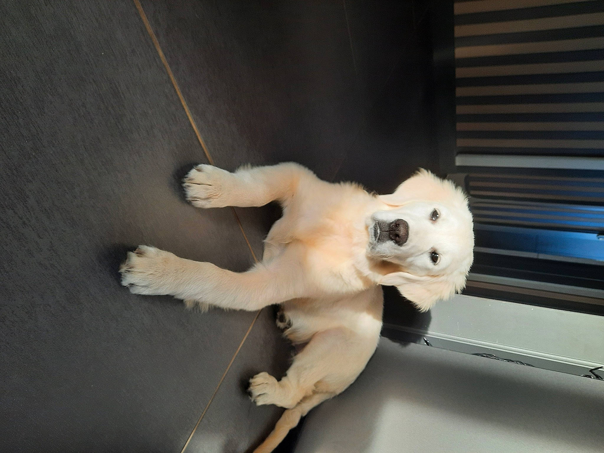 Mona a rejoint le concours — aidez-le/la à gagner de superbes lots ! canidae, carnivore, companion_dog, dog_breed, door, felidae, flooring, fur, non_sporting_group, paw, room, small_to_medium_sized_cats, snout, sporting_group, tail, toy, whiskers, wood