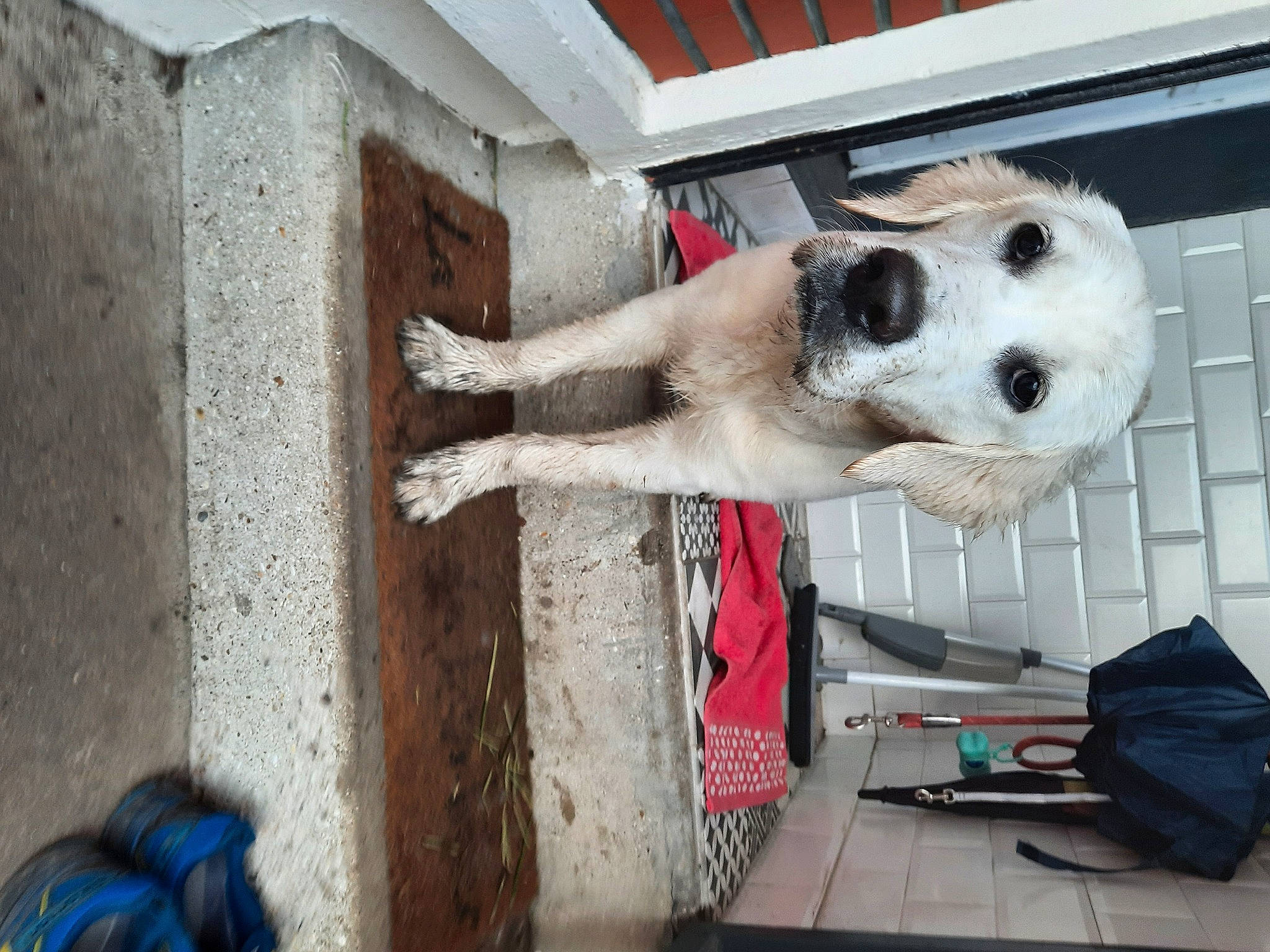 Mona participe au concours pour gagner de l'argent avec cette photo : bag, canidae, carnivore, collar, companion_dog, computer_keyboard, dog, dog_breed, dog_collar, dog_supply, door, facade, fawn, fur, luggage_and_bags, pet_supply, snout, sporting_group, wood, working_animal