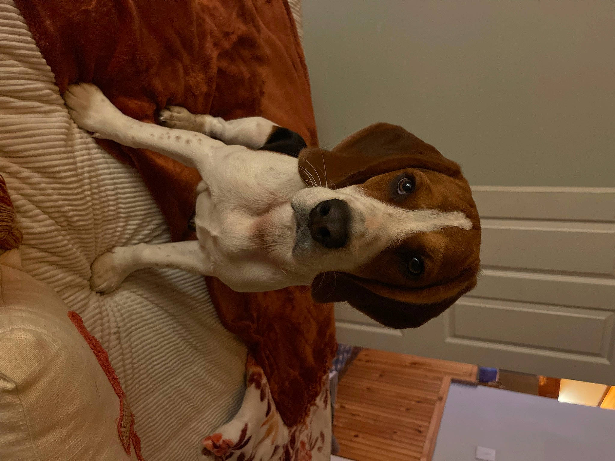 Winston joined the competition — help win amazing prizes! art, canidae, carnivore, collar, comfort, companion_dog, dog, dog_breed, dog_collar, ear, fawn, fur, jaw, liver, non_sporting_group, sculpture, snout, sporting_group, wood, working_animal