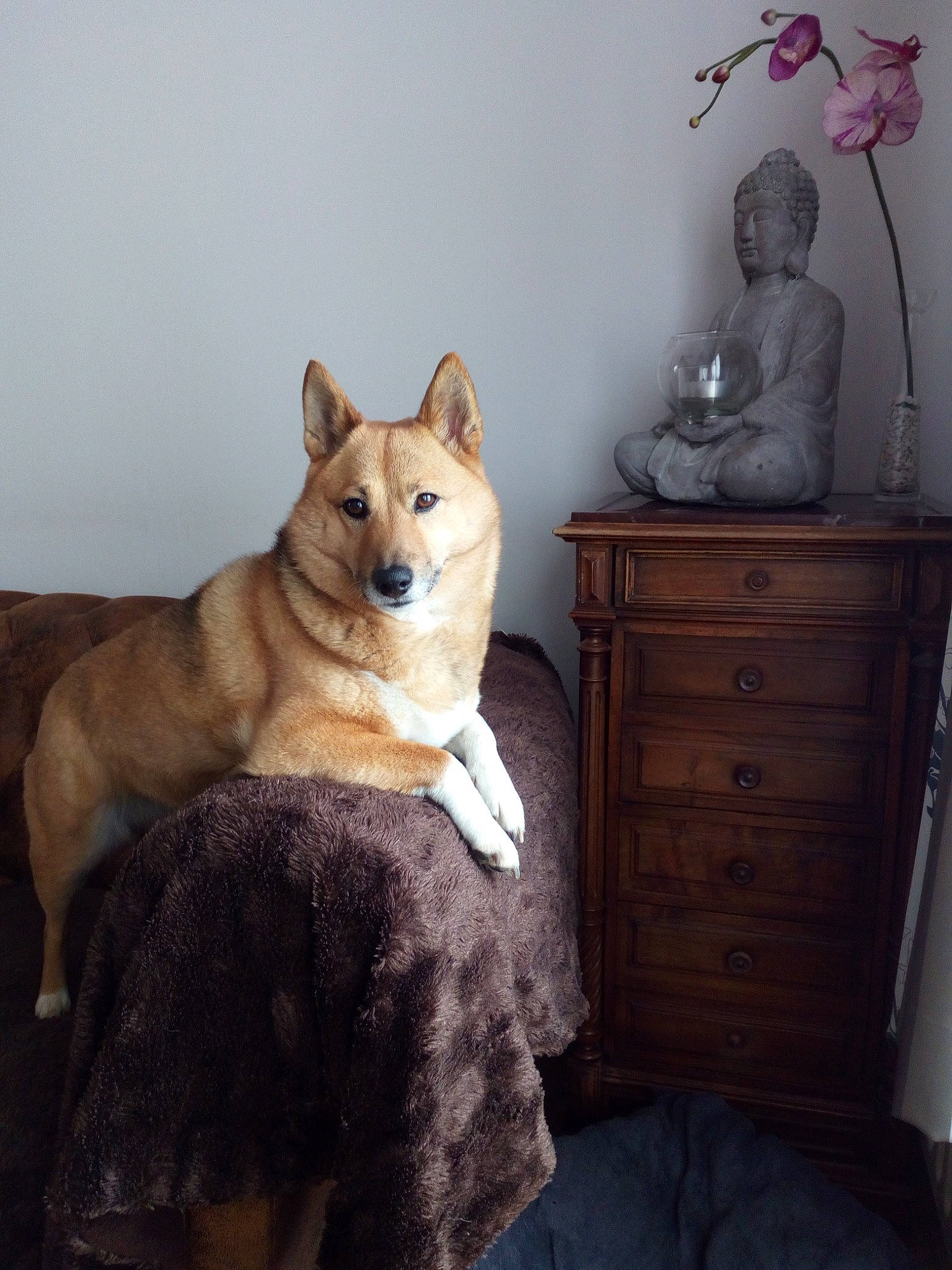 Nala a rejoint le concours — aidez-le/la à gagner de superbes lots ! art, cabinetry, carnivore, chest, chest_of_drawers, comfort, companion_dog, dog, dog_breed, dog_supply, drawer, dresser, fawn, flooring, furniture, hardwood, table, tail, wood, working_animal