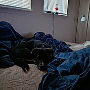 Bella joined the competition — help win amazing prizes! dog, bed, blanket, indoor, resting, sleepy, black_dog, window, blinds, floor_lamp, cozy, furniture, relaxing, canine, domestic_animal, comfort, room, quiet, pet, sleep