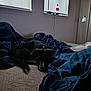 dog, bed, blanket, indoor, resting, sleepy, black_dog, window, blinds, floor_lamp, cozy, furniture, relaxing, canine, domestic_animal, comfort, room, quiet, pet, sleep