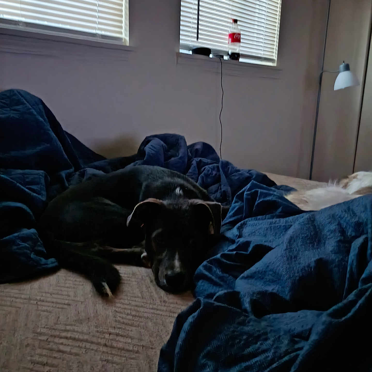 Bella joined the competition — help win amazing prizes! bed, black_dog, blanket, blinds, canine, comfort, cozy, dog, domestic_animal, floor_lamp, furniture, indoor, pet, quiet, relaxing, resting, room, sleep, sleepy, window