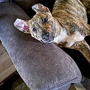 Gracie is registered to the contest to win money with this photo: armrest, brindle, canine, carpet, couch, curious, cute, dog, ears, face, fur, indoor, living_room, lying_down, nose, pet, portrait, relaxed, upholstery, wood_floor