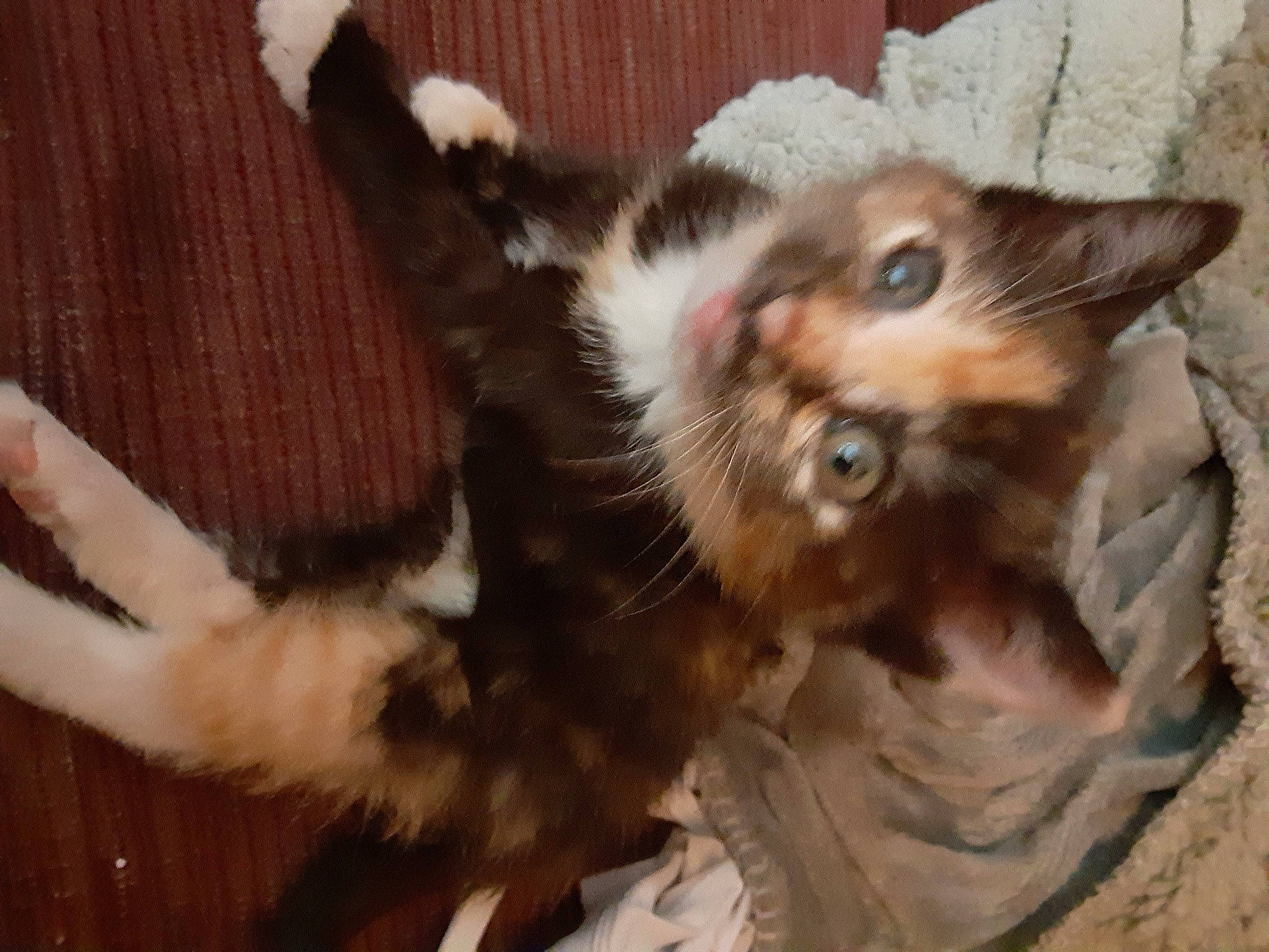 Rona joined the competition — help win amazing prizes! asian, carnivore, cat, claw, domestic_long_haired_cat, fawn, felidae, fur, german_rex, kitten, maine_coon, mammal, oriental_longhair, paw, polydactyl_cat, small_to_medium_sized_cats, somali, tail, vertebrate, whiskers