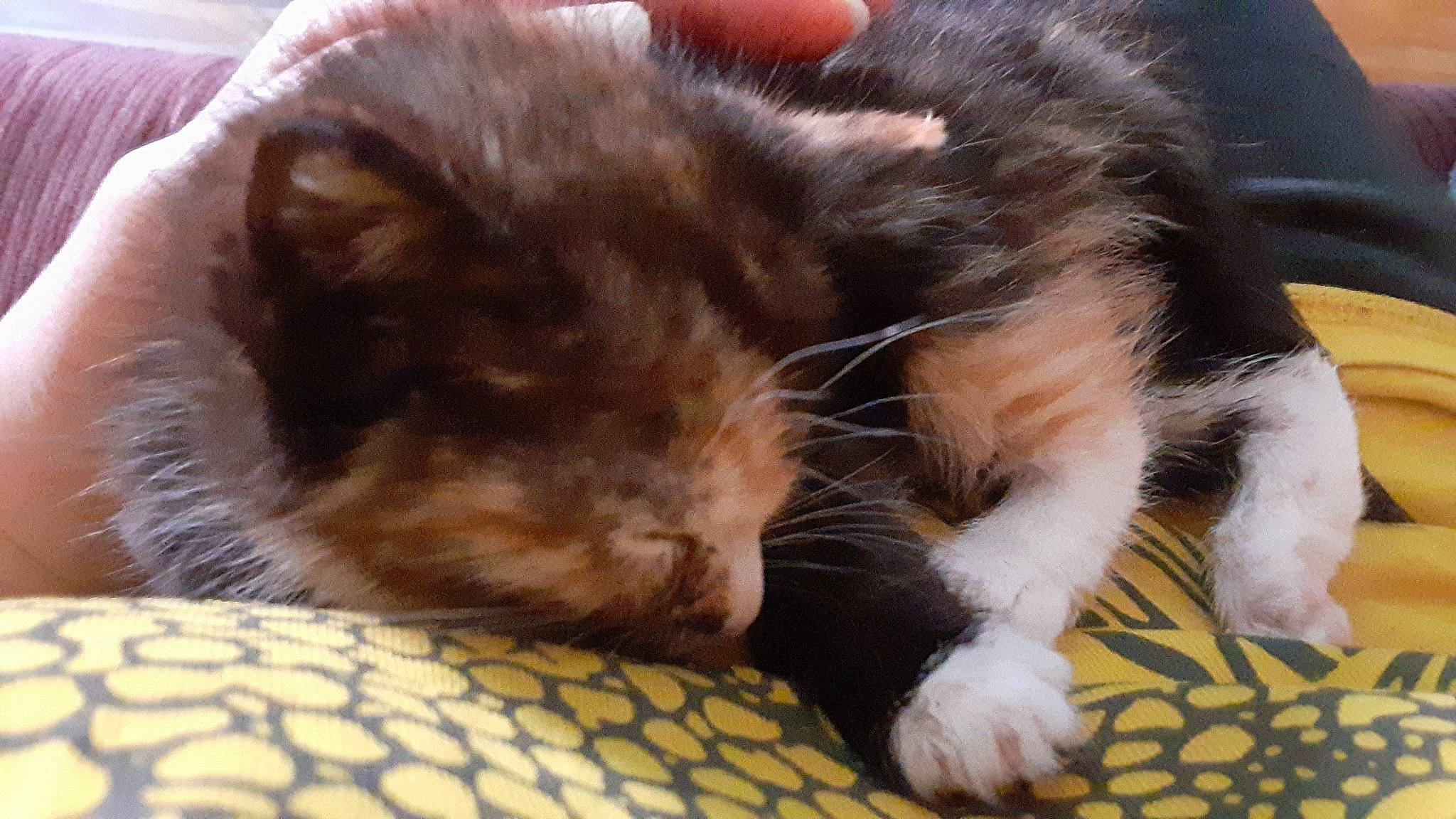 Rona joined the competition — help win amazing prizes! carnivore, cat, claw, cymric, domestic_long_haired_cat, ear, eye, felidae, fur, kitten, mammal, nap, paw, small_to_medium_sized_cats, snout, whiskers