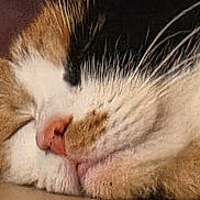 Cherrie joined the competition — help win amazing prizes! animal, calm, cat, close_up, cozy, cute, domestic_cat, face, feline, fur, indoor, muzzle, nose, pet, relaxed, resting, sleep, sleeping, soft, whiskers