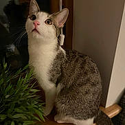 Tikko is registered to the contest to win money with this photo: animal, cat, closeup, curious, domestic_cat, ears, feline, houseplant, indoor, looking_up, pet, pink_nose, plant, sitting, tabby, tail, whiskers, white_fur, window_reflection, wooden_surface