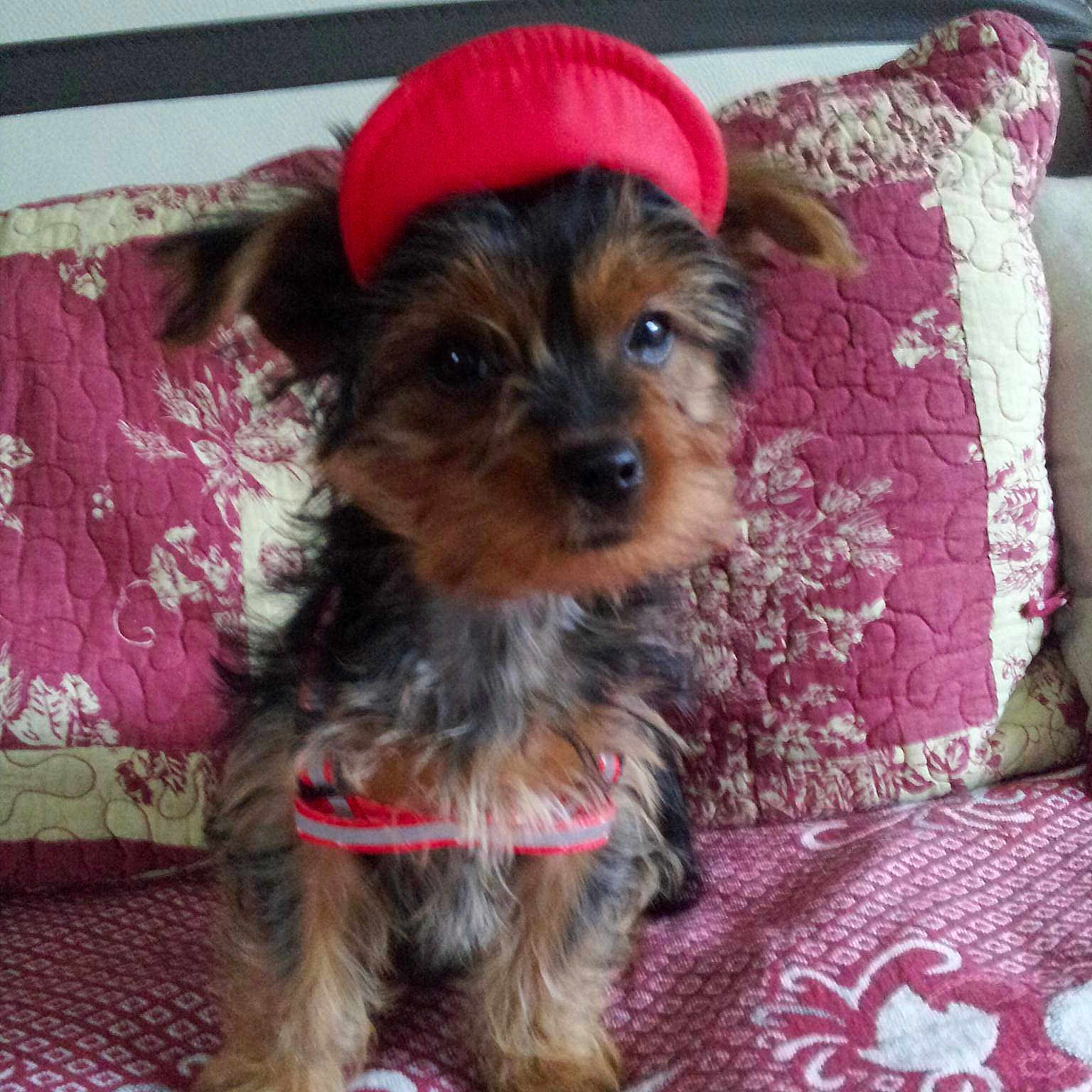 Louna