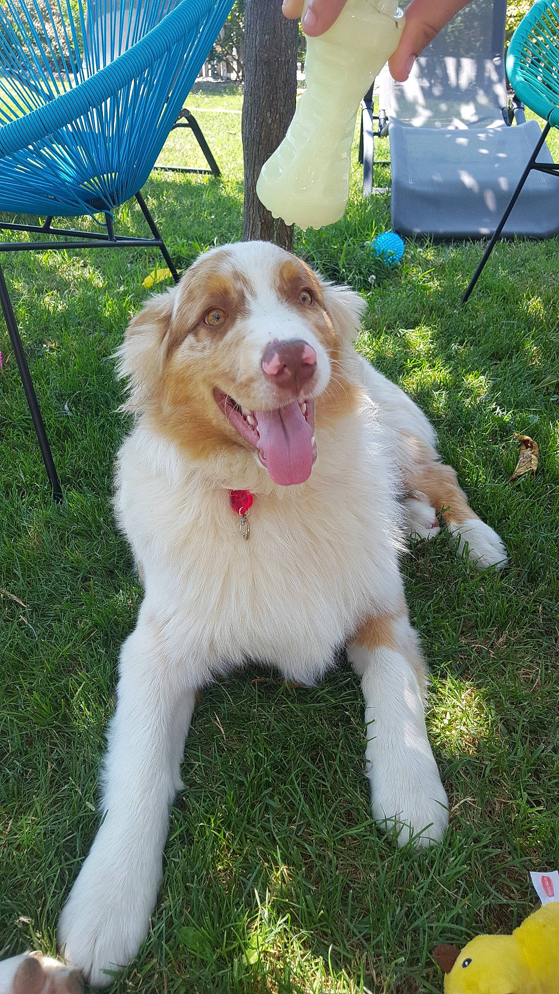 Stich participe au concours pour gagner de l'argent avec cette photo : australian_collie, australian_shepherd, basque_shepherd_dog, border_collie, canidae, carnivore, companion_dog, dog, dog_breed, fawn, liver, mammal, miniature_australian_shepherd, rare_breed_dog, sporting_group, vertebrate, welsh_sheepdog, working_dog