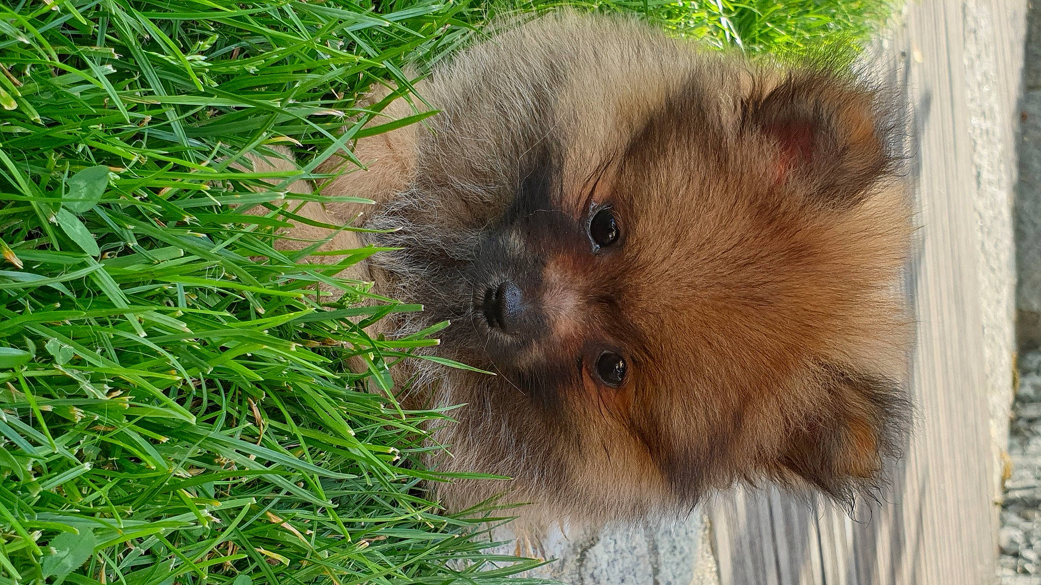 Scoubidou a rejoint le concours — aidez-le/la à gagner de superbes lots ! canidae, carnivore, companion_dog, dog_breed, fawn, fur, grass, groundcover, herbaceous_plant, hierochloe, liver, plant, sedge_family, terrestrial_animal, trunk, whiskers, wood