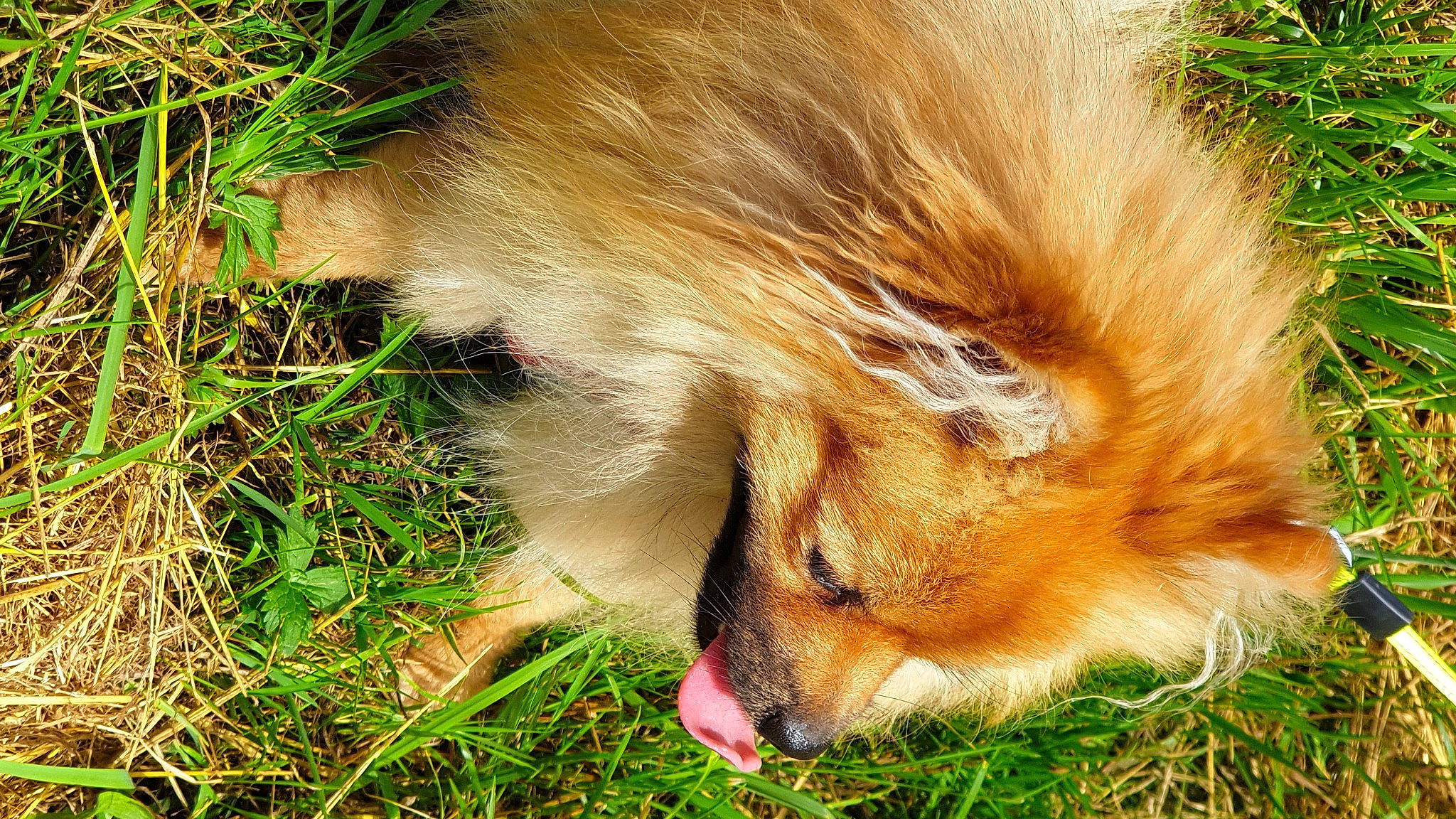 Scoobidou participe au concours pour gagner de l'argent avec cette photo : canidae, carnivore, companion_dog, dog, dog_breed, fawn, felidae, fox, fur, german_spitz, grass, mammal, plant, red_fox, rough_collie, snout, sporting_group, tail, terrestrial_animal, whiskers