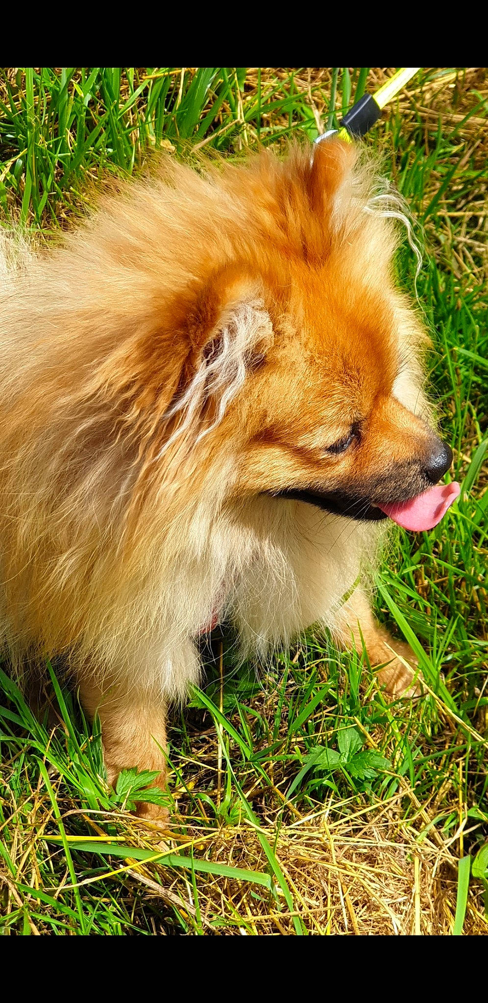 Scoobidou participe au concours pour gagner de l'argent avec cette photo : canidae, carnivore, companion_dog, dog, dog_breed, fawn, fur, german_spitz, german_spitz_klein, german_spitz_mittel, grass, liver, snout, spitz, sporting_group, terrestrial_animal, toy_dog, volpino_italiano, whiskers, wildlife