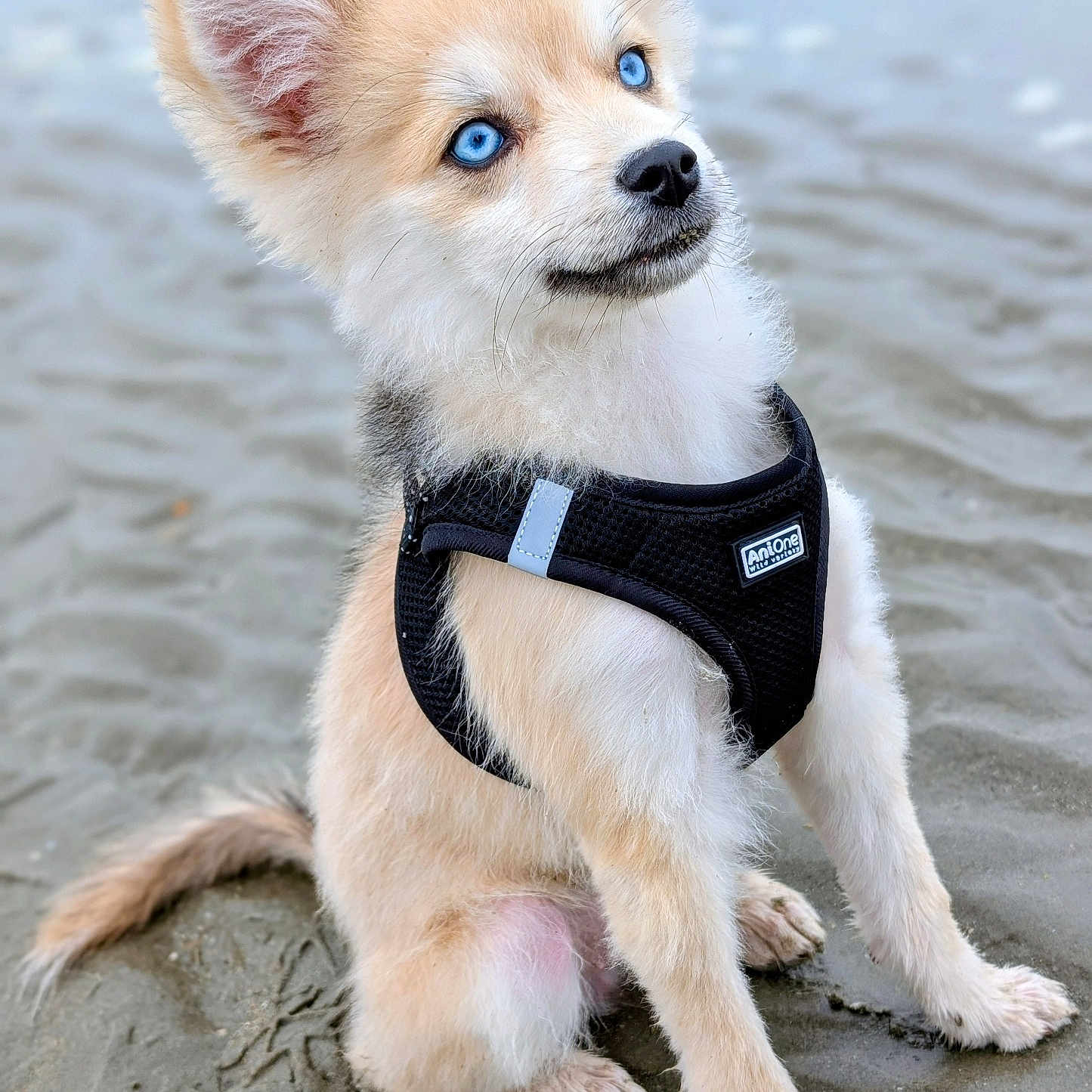 Rosie a rejoint le concours — aidez-le/la à gagner de superbes lots ! adorable, alert, animal, beach, blue_eyes, canine, cute, dog, fur, harness, mammal, nature, outdoor, pet, portrait, puppy, sand, sitting, small, young