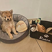 Rosie participe au concours pour gagner de l'argent avec cette photo : adorable, animal, basket, brown, cozy, cute, dog, floor, fur, gray, indoor, pet, pet_bed, plush_toys, puppy, resting, slipper, small, tile, toys