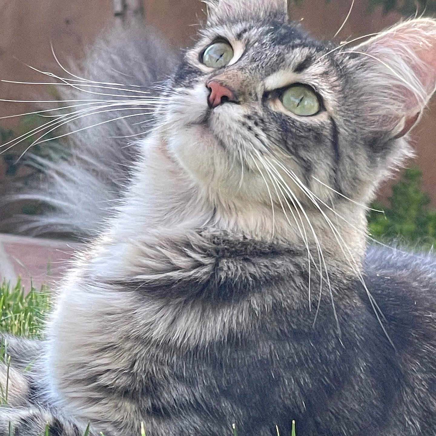Mia joined the competition — help win amazing prizes! animal, cat, closeup, curious, cute, feline, fur, grass, gray, green_eyes, lying_down, mammal, nature, outdoor, pet, portrait, relaxed, soft, tabby, whiskers