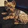 dog, small_dog, fluffy, couch, indoor, pet, brown_fur, black_fur, ears, eyes, relaxed, cozy, furniture, animal, companion, laying_down, looking_at_camera, close_up, home, domestic