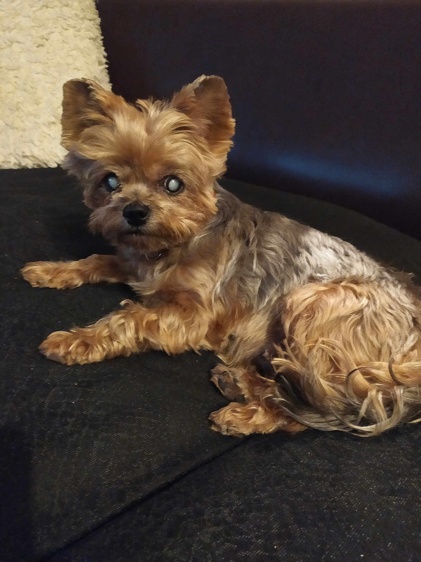 Pépette a rejoint le concours — aidez-le/la à gagner de superbes lots ! dog, small_dog, fluffy, couch, indoor, pet, brown_fur, black_fur, ears, eyes, relaxed, cozy, furniture, animal, companion, laying_down, looking_at_camera, close_up, home, domestic