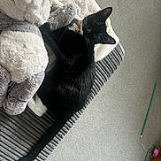 Sox joined the competition — help win amazing prizes! black_cat, blanket, carpet, cat, collar, couch, cozy, cushion, feline, home, indoor, living_room, pet, plush_toy, relaxed, resting, striped, stuffed_animal, toy, white_paw