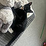 black_cat, blanket, carpet, cat, collar, couch, cozy, cushion, feline, home, indoor, living_room, pet, plush_toy, relaxed, resting, striped, stuffed_animal, toy, white_paw
