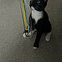 Sox joined the competition — help win amazing prizes! cat, kitten, tuxedo_cat, black_and_white, playing, toy, strings, carpet, indoor, pet, curious, sitting, whiskers, ears, paws, floor, young_cat, attention, cute, feline