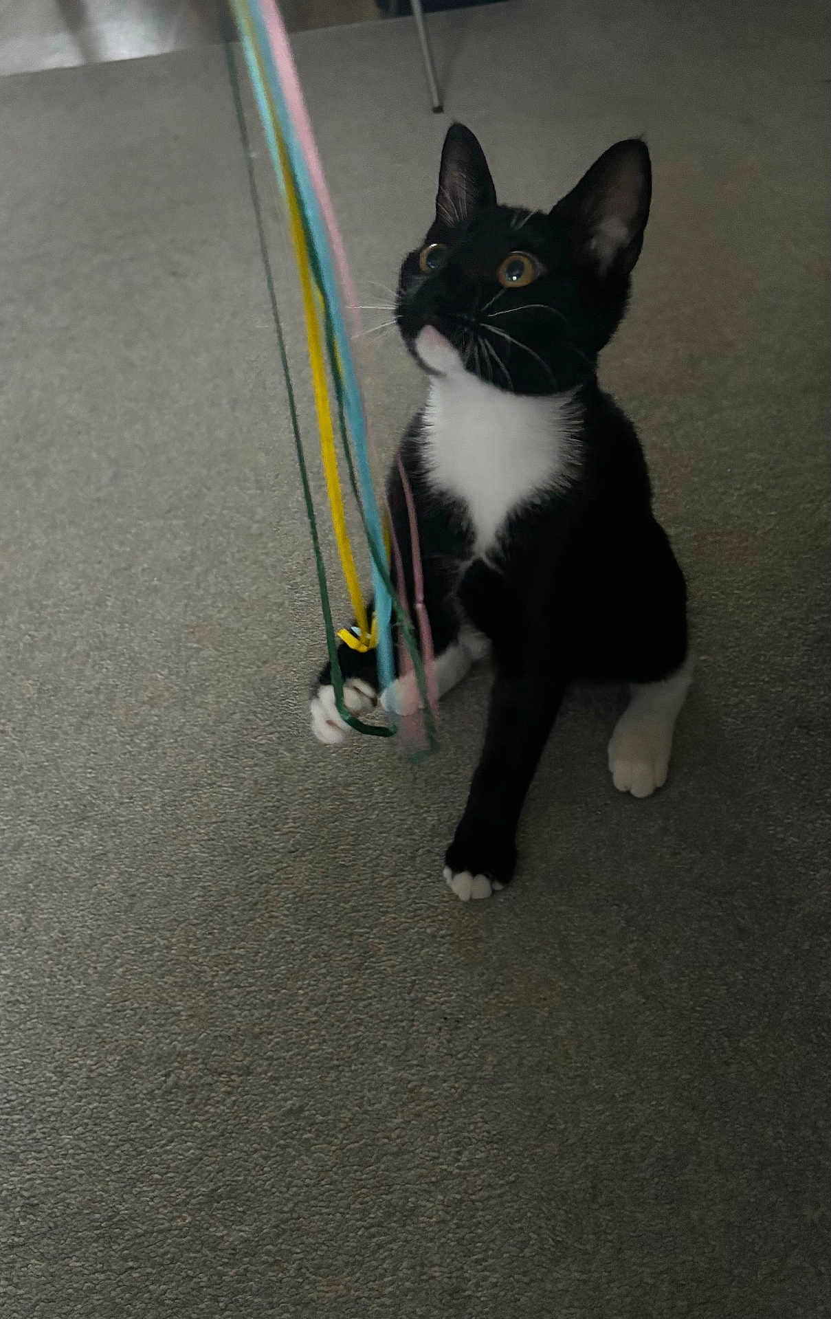 Sox