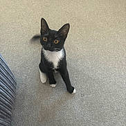 Sox is registered to the contest to win money with this photo: cat, kitten, black_and_white, tuxedo_cat, curious, indoor, carpet, pet, animal, young_cat, whiskers, playful, sitting, cute, feline, small, domestic_cat, alert, fur, paw