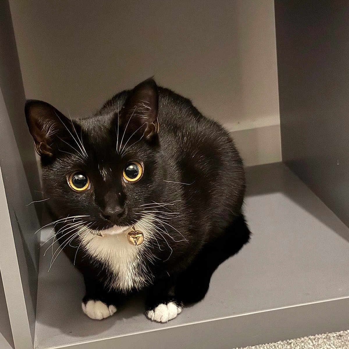 Sox joined the competition — help win amazing prizes! animal, bell, black_and_white, carpet, cat, close_up, collar, cubicle, curious, cute, feline, fur, indoor, paws, pet, shelf, sitting, tuxedo_cat, whiskers, wide_eyes