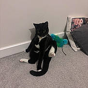 Sox joined the competition — help win amazing prizes! animal, black_and_white, carpet, cat, curious, cushion, cute, domestic, feather_toy, feline, floor, indoor, looking, paw, pet, relaxed, sitting, tail, toy, wall