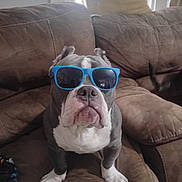 Boomer is registered to the contest to win money with this photo: animal, blue, brown_couch, canine, companion, cute, dog, domestic, funny, furniture, house, indoor, light, pet, portrait, relaxed, sitting, sunglasses, white_paws, window