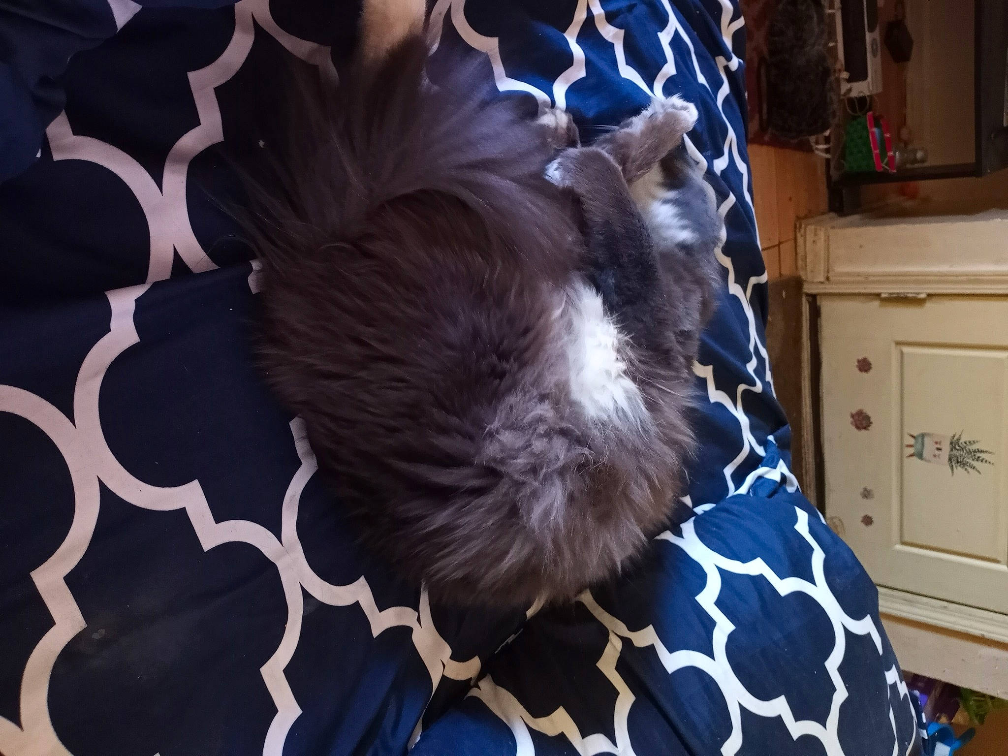 Sockie is registered to the contest to win money with this photo: blue, cabinetry, carnivore, cat, comfort, dog_breed, drawer, fawn, feather, felidae, flooring, grey, linens, small_to_medium_sized_cats, snout, sporting_group, tail, textile, whiskers, wood