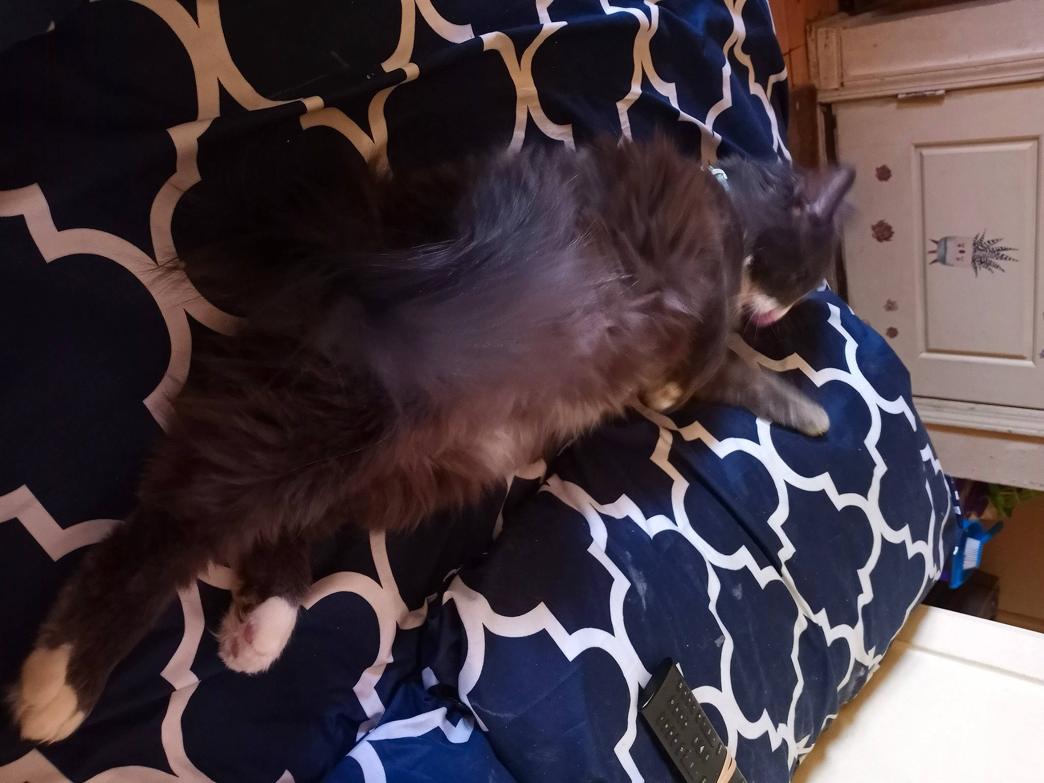 Sockie is registered to the contest to win money with this photo: blue, cabinetry, chest_of_drawers, comfort, companion_dog, cupboard, dog_breed, drawer, electric_blue, fawn, feather, felidae, fur, gesture, liver, small_to_medium_sized_cats, tail, textile, whiskers, wing