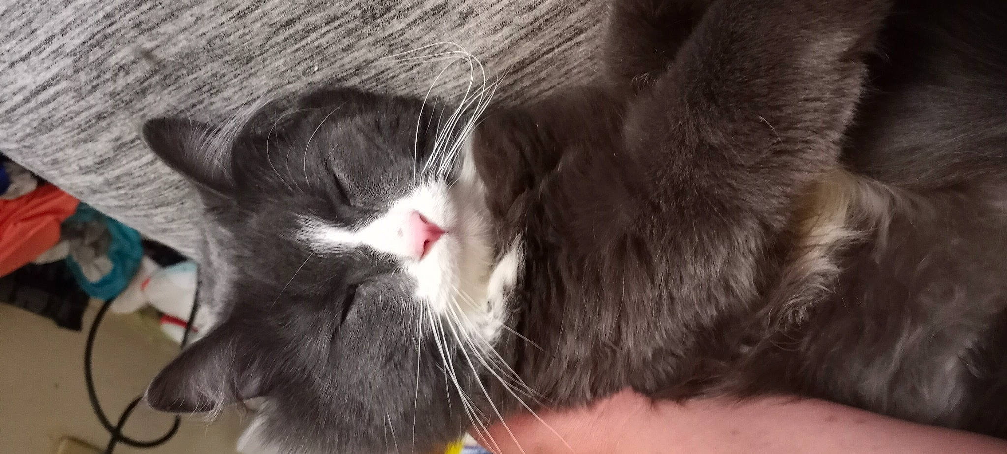 Sockie is registered to the contest to win money with this photo: carnivore, cat, claw, domestic_short_haired_cat, ear, eye, felidae, fur, nap, paw, sleep, small_to_medium_sized_cats, snout, tail, whiskers, window