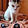 Romeo