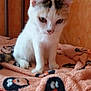 cat, kitten, blanket, penguin_pattern, orange, white, calico, feline, indoor, wooden_background, pet, animal, cute, small, sitting, fur, whiskers, ears, curious, soft_texture